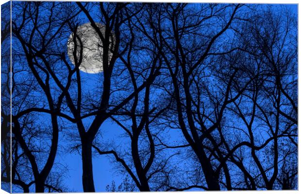 Silhouetted Trees at Full Moon Canvas Print by Arterra 