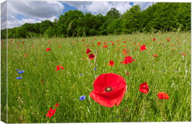 Corn Poppies Flowering in Meadow Canvas Print by Arterra 