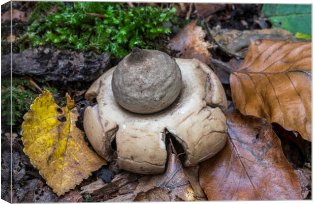 Collared Earthstar in Woodland Canvas Print by Arterra 