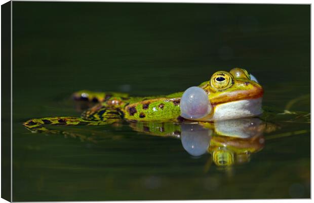 Edible Frog Calling Canvas Print by Arterra 