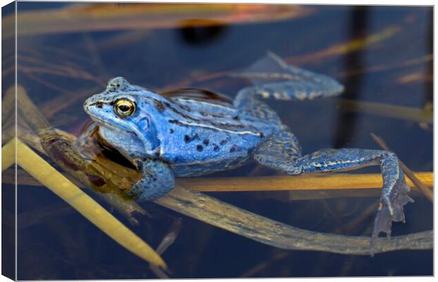 Moor Frog Canvas Print by Arterra 