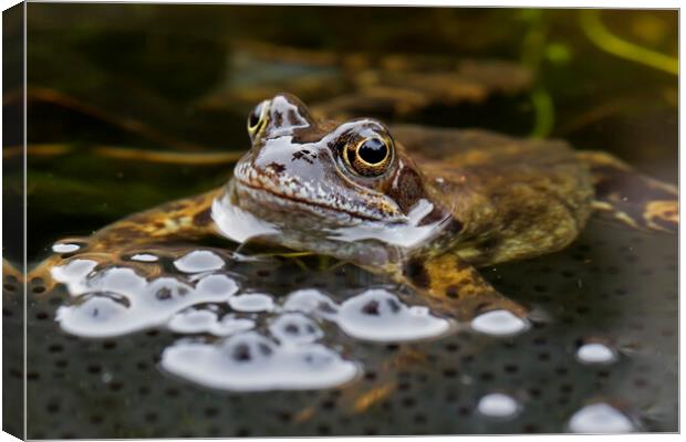 Brown Frog in Pond with Frogspawn Canvas Print by Arterra 