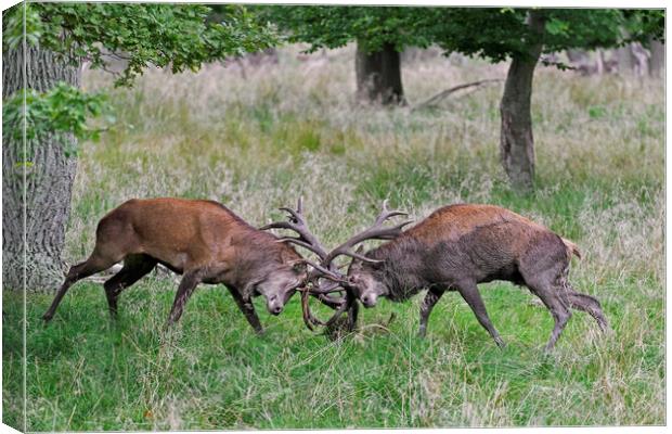 Fighting Red Deer Stags Canvas Print by Arterra 