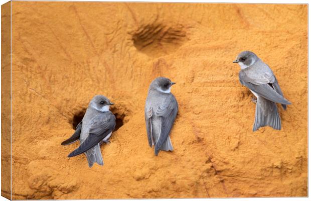 Sand Martins in Bird Colony Canvas Print by Arterra 