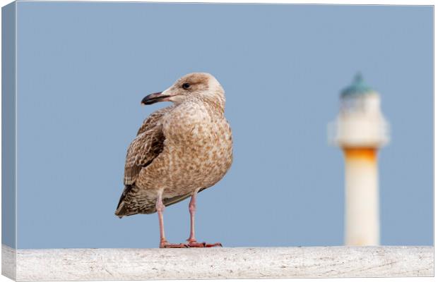Young Herring Gull on Pier Canvas Print by Arterra 