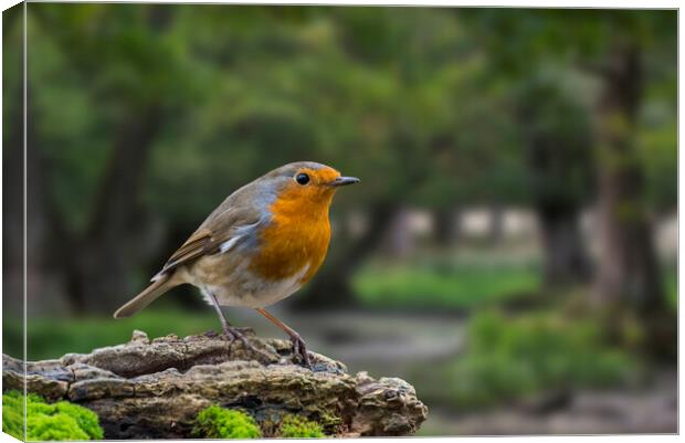 Robin in Woodland Canvas Print by Arterra 