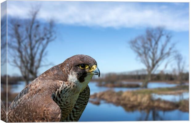Peregrine Falcon in Wetland Canvas Print by Arterra 