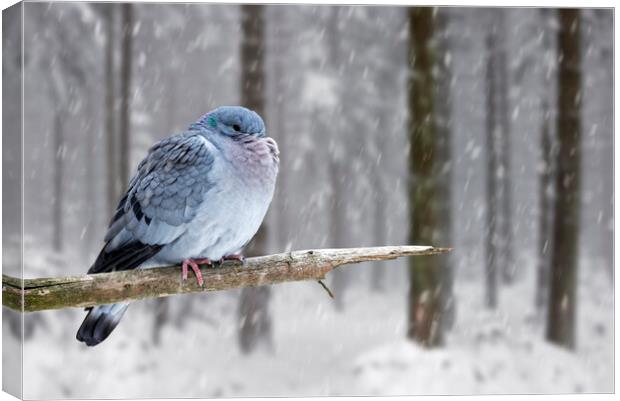 Stock Dove during Snowfall in Woodland Canvas Print by Arterra 