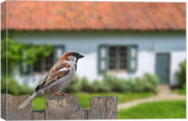 House Sparrow in Garden Canvas Print by Arterra 