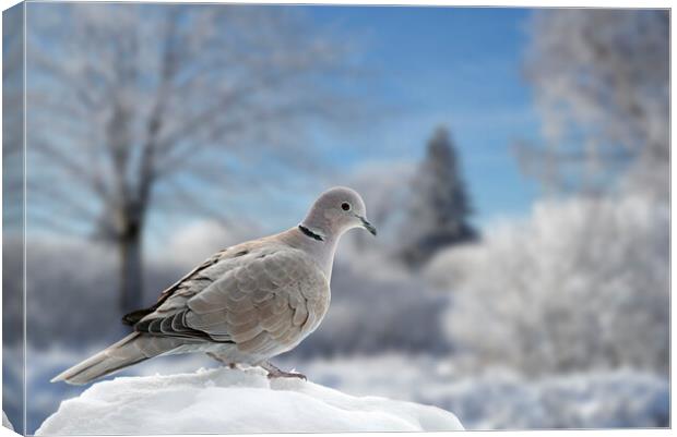 Eurasian Collared Dove in Winter Canvas Print by Arterra 