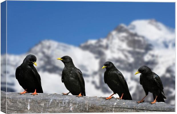 Alpine Choughs in the Mountains of the Alps Canvas Print by Arterra 