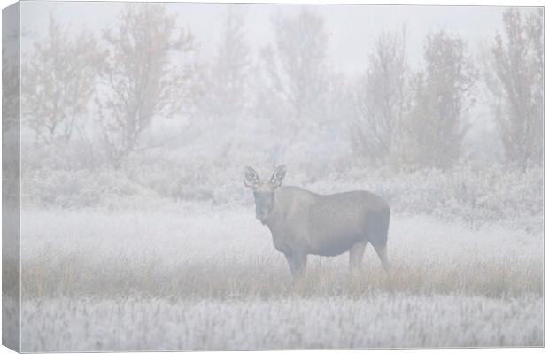 Moose in the Mist Canvas Print by Arterra 
