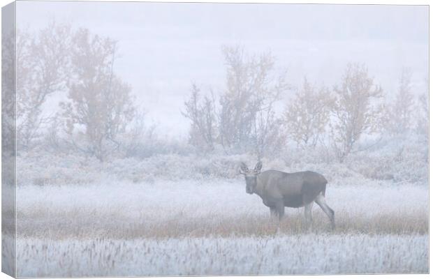 Young Moose in the Fog Canvas Print by Arterra 