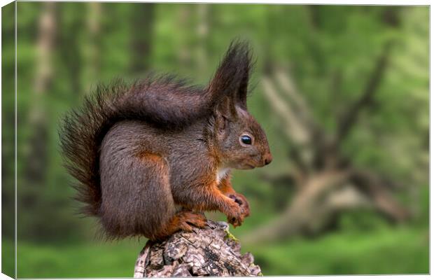 Red Squirrel in Forest in Spring Canvas Print by Arterra 