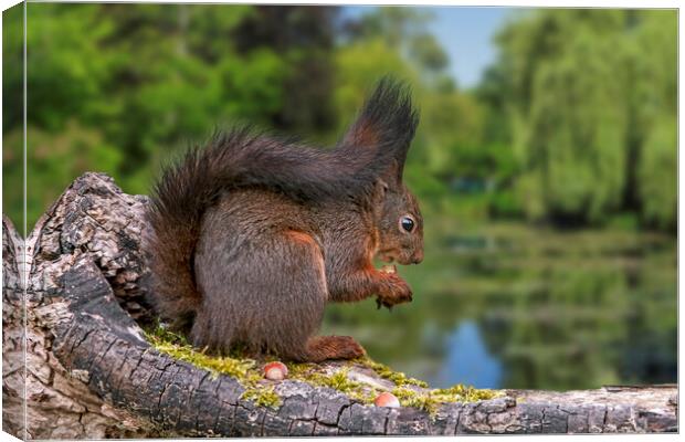 Red Squirrel Eating Nut along Pond Canvas Print by Arterra 