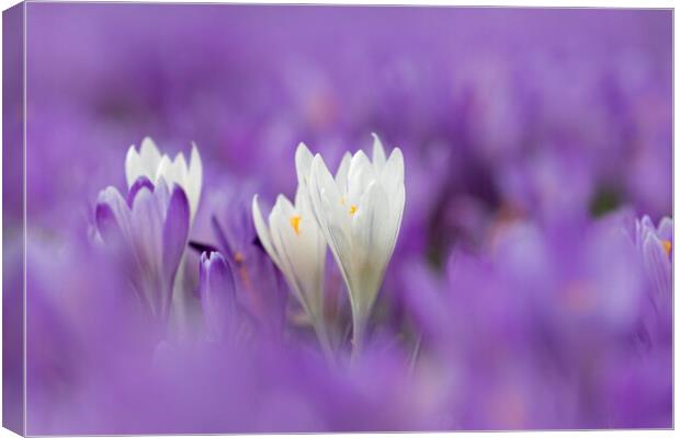 White and Purple Crocuses in Spring Canvas Print by Arterra 