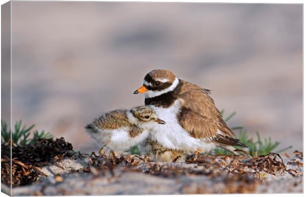 Ringed Plover with Chick on Beach Canvas Print by Arterra 