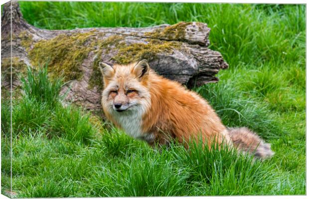 Red Fox in Grassland Canvas Print by Arterra 
