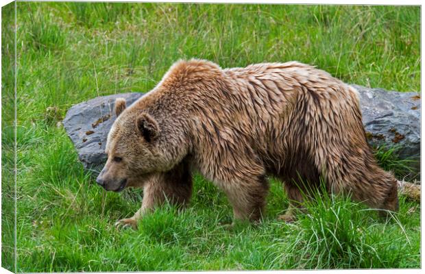 European Brown Bear in Meadow Canvas Print by Arterra 