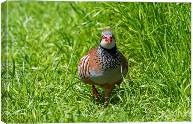 Red-Legged Partridge Canvas Print by Arterra 