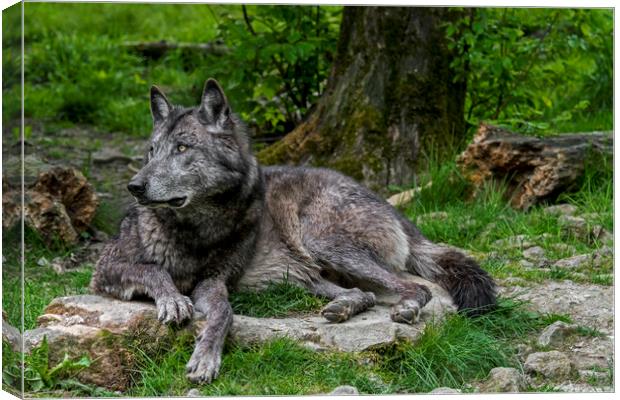 Black Wolf in Forest Canvas Print by Arterra 