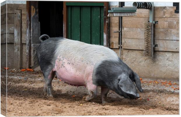 Swabian-Hall Swine at Farm Canvas Print by Arterra 
