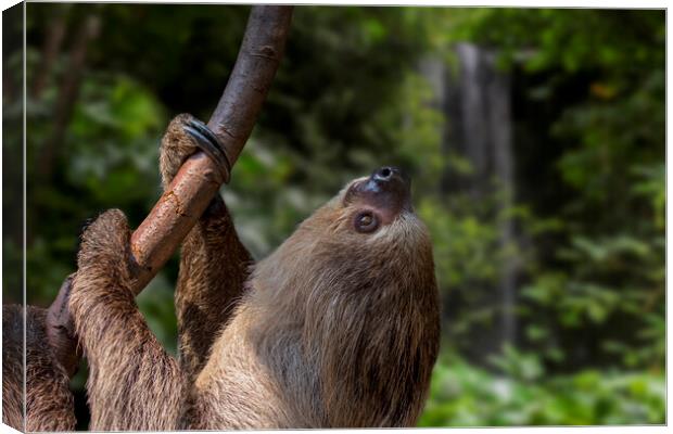 Linnaeus's two-toed sloth in Rain Forest Canvas Print by Arterra 