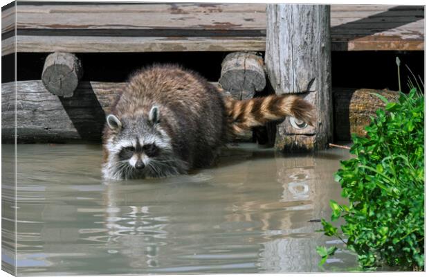 Raccoon Washing Food in Pond Canvas Print by Arterra 