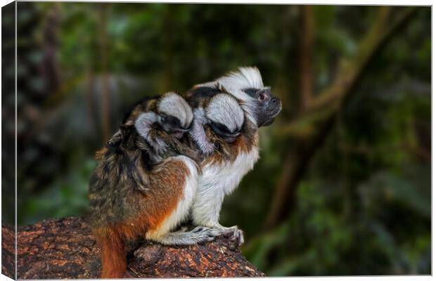 Crested Tamarin with Babies Canvas Print by Arterra 