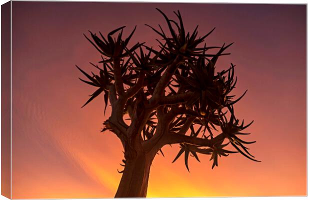 Quiver Tree at Sunset Canvas Print by Arterra 