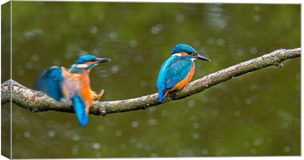 Two Young Kingfishers Canvas Print by Arterra 