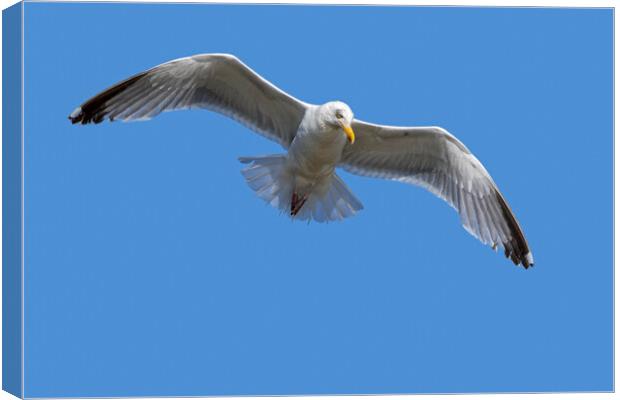  European Herring Gull in Flight Canvas Print by Arterra 