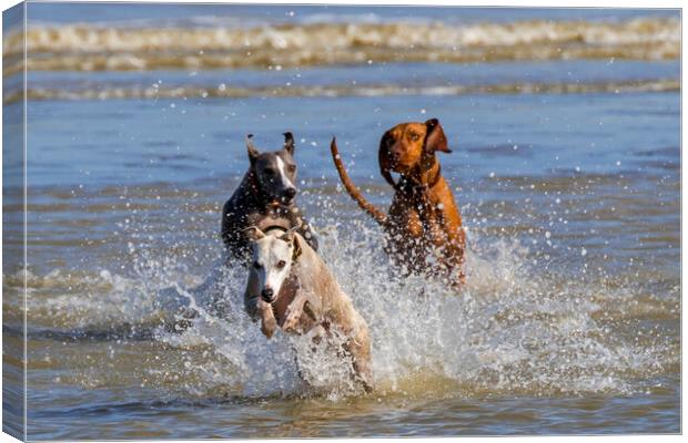 Three Running Dogs on the Beach Canvas Print by Arterra 