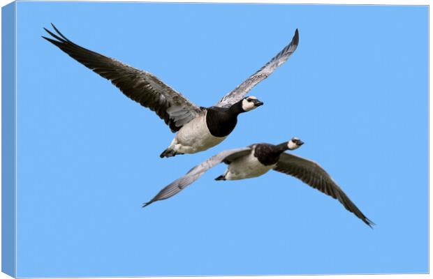 Two Barnacle Geese in Flight Canvas Print by Arterra 