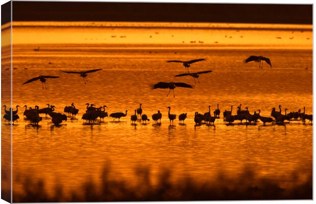 Cranes at Sunset Canvas Print by Arterra 