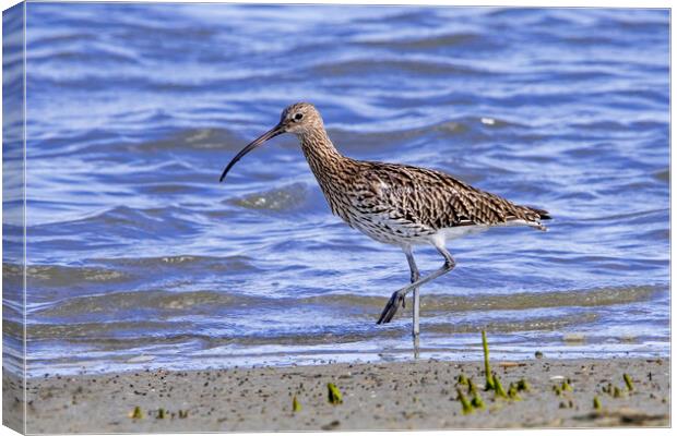 Eurasian Curlew Canvas Print by Arterra 