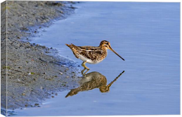 Common Snipe Reflection Canvas Print by Arterra 