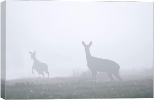 Roe Deer with Young in the Mist Canvas Print by Arterra 