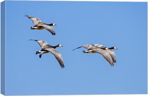 Barnacle Geese in Flight Canvas Print by Arterra 