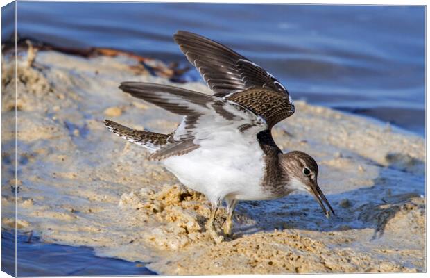 Common Sandpiper with Open Wings Canvas Print by Arterra 