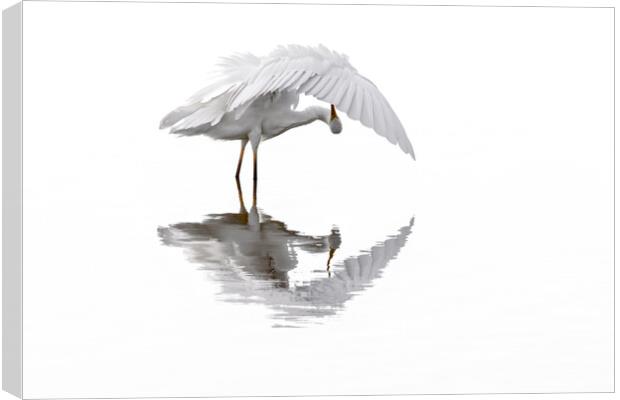 Great White Egret Preening Feathers in Pond Canvas Print by Arterra 