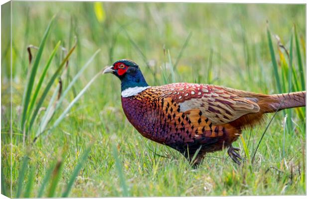 Common Pheasant in Grassland Canvas Print by Arterra 