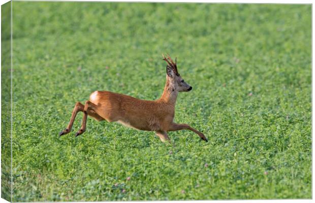 Roe Deer Running in Field Canvas Print by Arterra 