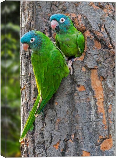 Blue-Crowned Parakeet Couple Canvas Print by Arterra 