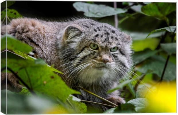 Pallas's Cat Canvas Print by Arterra 