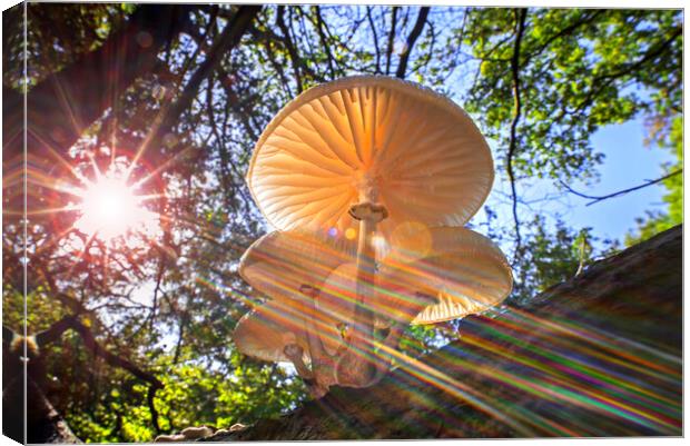 Porcelain Fungus and Sunrays Canvas Print by Arterra 