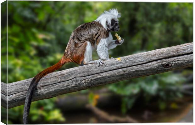 Cotton-Top Tamarin in Tree Canvas Print by Arterra 