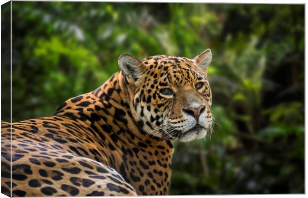 Jaguar in Rain Forest Canvas Print by Arterra 