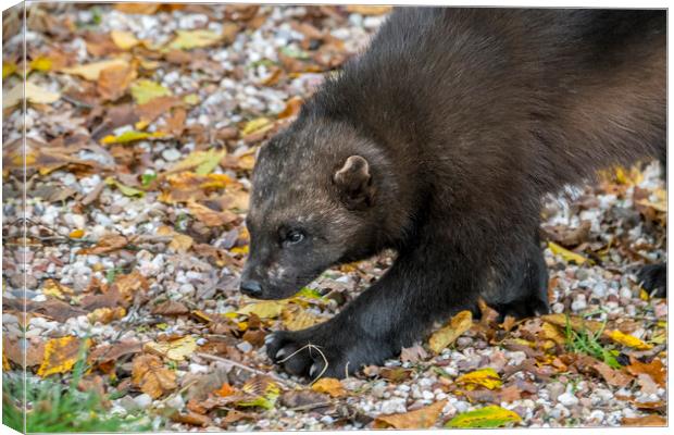 Hunting Wolverine Canvas Print by Arterra 