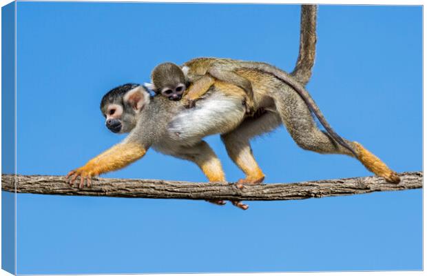 Squirrel Monkey with Baby Canvas Print by Arterra 